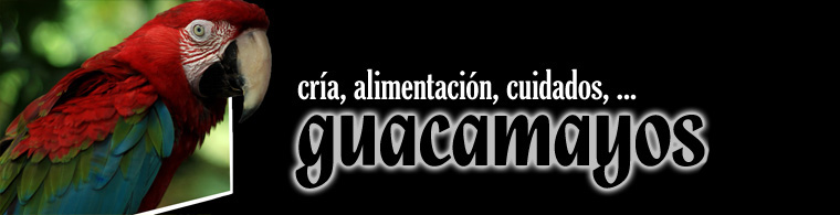 Agapornis, Loros y Guacamayos